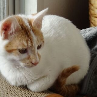 超甘えん坊♪ ぽやんとした表情が可愛いヤムチャ君 - 猫