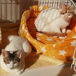 超甘えん坊♪ ぽやんとした表情が可愛いヤムチャ君 − 神奈川県