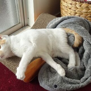 超甘えん坊♪ ぽやんとした表情が可愛いヤムチャ君 - 川崎市