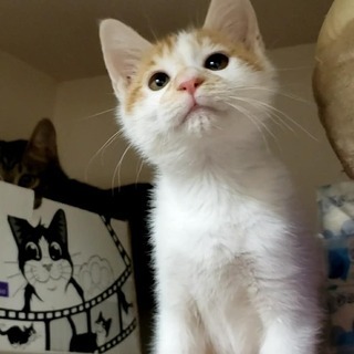 超甘えん坊♪ ぽやんとした表情が可愛いヤムチャ君の画像