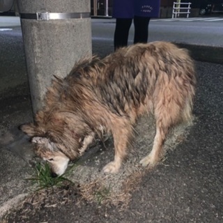 【迷い犬】先程、愛知県春日井市立小野小学校付近でワンちゃん保護で...