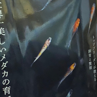 メダカの飼育本（世界一美しいメダカの育て方）の画像