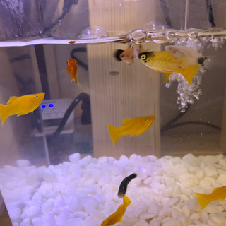 熱帯魚　　プラティ、モーリー12匹