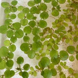 アマゾンプログミット　サンショウモ　メダカ　ビオトープ　浮き草セットの画像