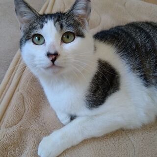 ※一時募集停止　お膝大好き懐っこい女の子