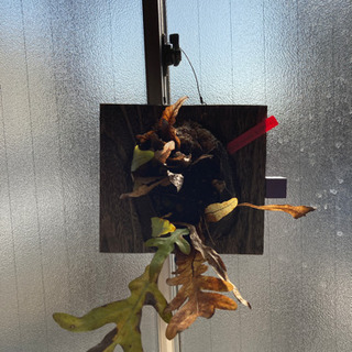 drynania quercifalia シダ植物　珍種類　ビカ...
