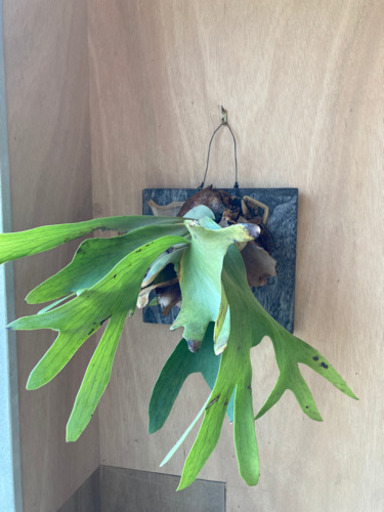 ビカクシダ　ビブルカツム　大型　いた付