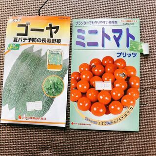 ゴーヤ、ミニトマト種　（まだ開封していません）