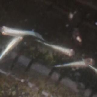 めだか 若魚〜成魚