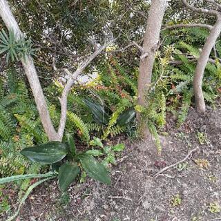 植物、写真に写ってるもの全て差し上げます！の画像