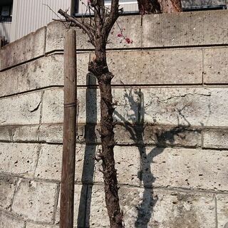 【お取引相談中の為、一旦受付停止します】0円 石灯篭等 取りに来てくださる方（庭石 石灯篭 梅の木、松の木）の画像