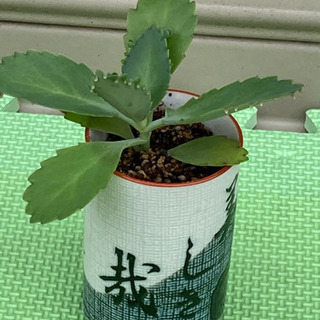 多肉植物の苗の画像