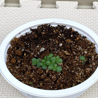 多肉植物の苗