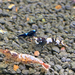 フルブラックシュリンプの画像