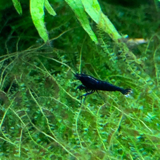 フルブラックシュリンプの画像