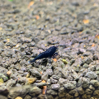 フルブラックシュリンプ