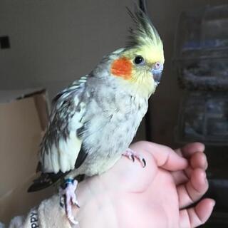 訳あり☆オカメインコ 女の子
