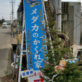 メダカ　めだかタモ販売開始します！