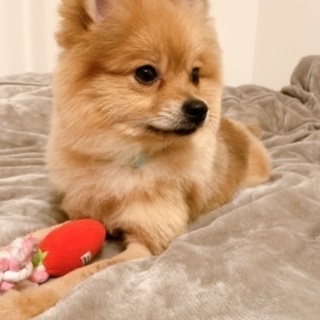 犬友達募集中♡ - 中野区