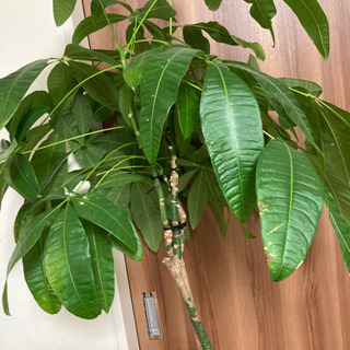 観葉植物