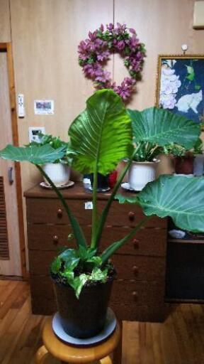 寄せ植えP―8