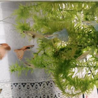 ブルーグラスグッピー、レッドグラスグッピー(国産)(1ペア)
【熱帯魚】【ペット】【生体】格安の画像