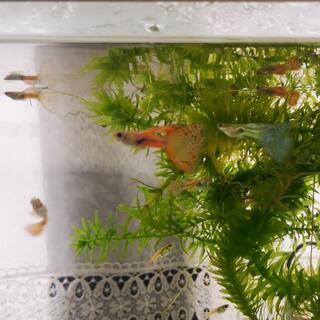 ブルーグラスグッピー、レッドグラスグッピー(国産)(1ペア)
【熱帯魚】【ペット】【生体】格安の画像