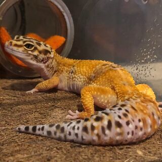 【一時停止】ヒョウモントカゲモドキ4匹、クレス2匹　里親募集しま...