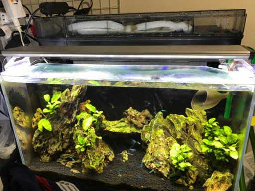60センチ水槽セット　再アップ