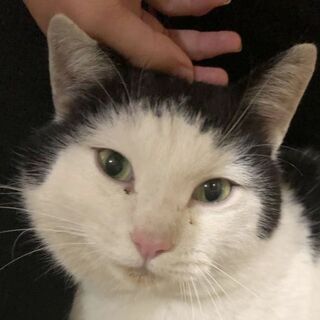 白黒   男の子 推定2歳  甘えん坊 - 猫