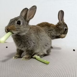 レッキス風ミックスうさぎ♪