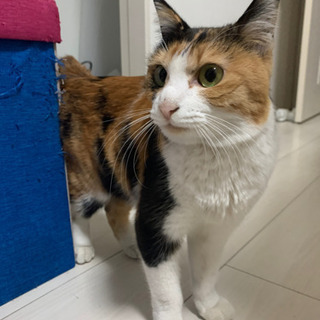 人懐っこい一歳くらいの三毛猫の里親募集です。