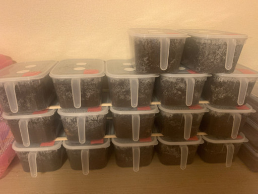 ヘラクレスオオカブト、サタンオオカブト幼虫