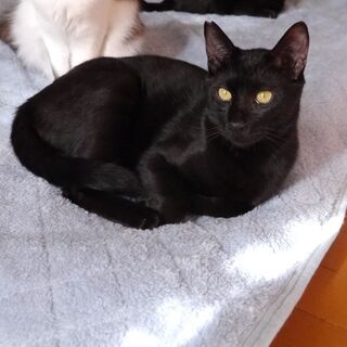 スリムな黒猫オス8か月