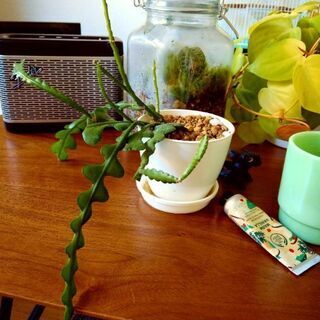 フィッシュボーンカクタス　観葉植物