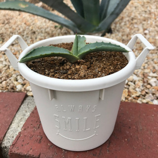 アガベ　多肉植物