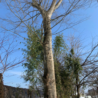 欅の木　原木