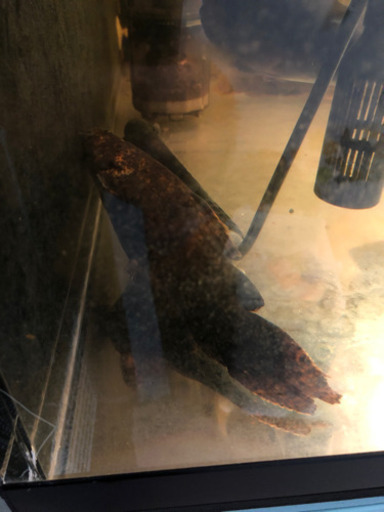 オレンジキャット　約23cm 熱帯魚　淡水魚　ナマズ　アロワナ　ダトニオ　キクラなどの混泳に！
