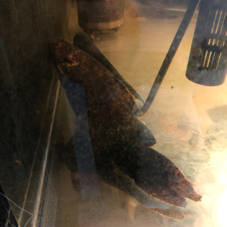 オレンジキャット　約23cm 熱帯魚　淡水魚　ナマズ　アロワナ　...