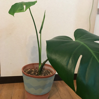 モンステラ