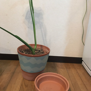 モンステラの画像