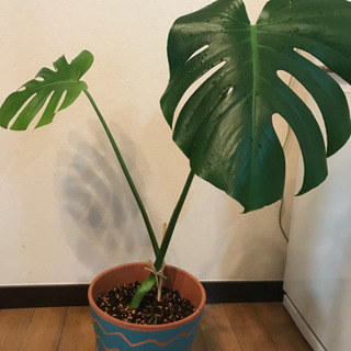 モンステラ2