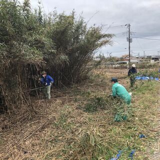 【篠竹】お譲りします。