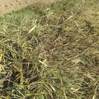 笹の葉いかがでしょうか？ヤギなどの餌などに・・・