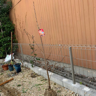 吉野桜の木