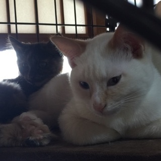 早急な1歳までの猫の里親さん募集します