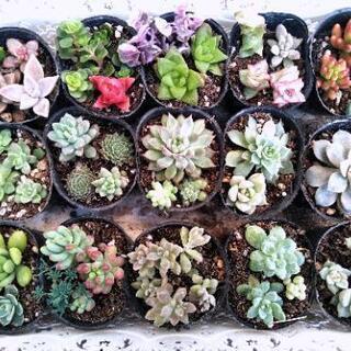 ＊多肉植物＊ 寄せ植えセット 0214