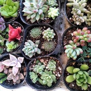 ＊多肉植物＊ 寄せ植えセット 0214の画像