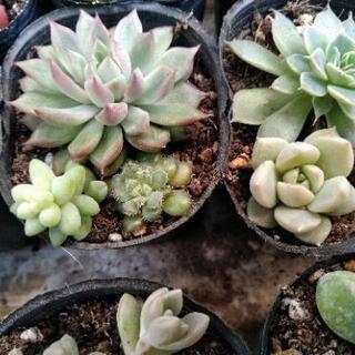 ＊多肉植物＊ 寄せ植えセット 0214の画像