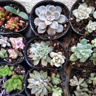＊多肉植物＊ 寄せ植えセット 0214の画像